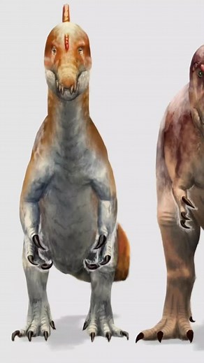 The Big 3 Crocs #fyp #foryou #foryoupage #learning #learn #education #science #scary #crocodile #crocodiles #giant | DinoFax