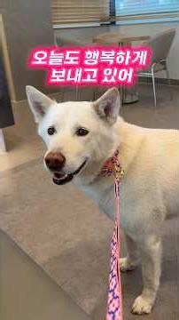 멍수무강은 담주! 고급진 목줄 하네스 리드줄 6/22일 초특가 공구가로 옵니다!! 구르프는 10일부터 출고! 엄마 시엄마 이모들 선물로 최고!