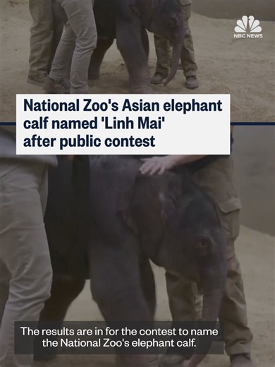 The National Zoo’s new baby elephant is named Linh Mai, following a public voting contest. Linh Mai is the first Asian elephant calf born at the Washington, D.C., zoo in nearly 25 years.