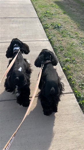 Understanding American Cocker Spaniels: Characteristics and Care