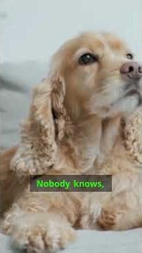 The secret reason your dog spins before they go is about to blow your mind! 🤯