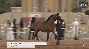 Al Rubatiya National Arabian Horse Show 2025 Yearling Fillies - Section A (Class 1A) 1 st Place goes to Filly number 5 – PURE KK with a total score of 90.38 Birth: 01/08/2024 Color: Bay Sire: KA NABRAS Dam: PIERA Breeder: Khalid Mohamed Said Al Kindi Owner: Khalid Mohamed Said Al Kindi | Arabian Essence di Elvis Giughera