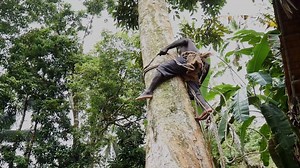 223K views · 3.5K reactions | Nut trees and Sago Palm are important trees tradtitionally in Choiseul. Here a 65 years old from Choiseul demonstrates traditional method of climbing nut tree using rope. | Studiohomegrown Productions | Facebook