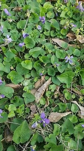 Weed Control Options for Wild Violet in Lawn
