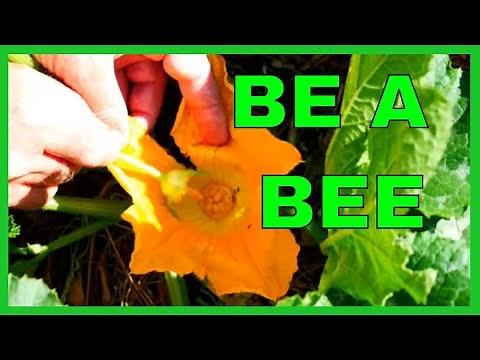 How to Hand Pollinate Squash