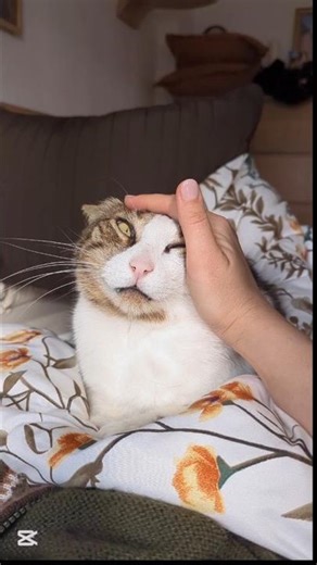 ASMR~Relax with these whiskers😺💤 #asmr #cat #asmrsounds #purring #relaxing