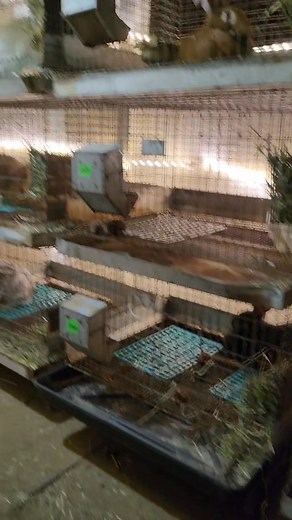 Bunny barn got an upgrade today! Much needed lighting and paint! | Fuzzy Critter's Rabbitry and Farm