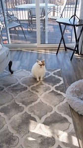 How to efficiently dust a room 🥰 Clean like a pro! #cleaningtips #cleaning #housecleaning #dusting #clean | Maid By Nature Cleaning