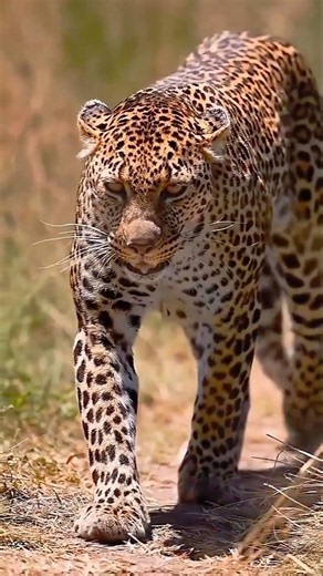 चीता अपनी ही रफ्तार से मर सकता है? | Cheetah Speed Facts #wildlife