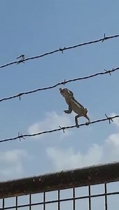 The hunting |shocking video of lizard hunts for grasshopper..watch till the end