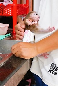 178K views · 2.8K reactions | #EP501 #BabyMonkey #CuteBabyMonkey #MonkeyLovers #MonkeyLife #AdorableMonkey #MonkeyMoments #TinyMonkey #MonkeyWorld #FunnyMonkey #MonkeyDaily #WildlifeLovers #AnimalsOfFacebook #NatureCuties #AnimalBabies #BabyAnimals  | Little Puppy Monkey | Facebook