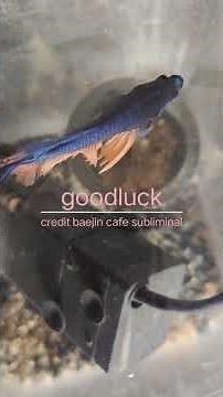 goodluck. credit : baejin cafe subliminal