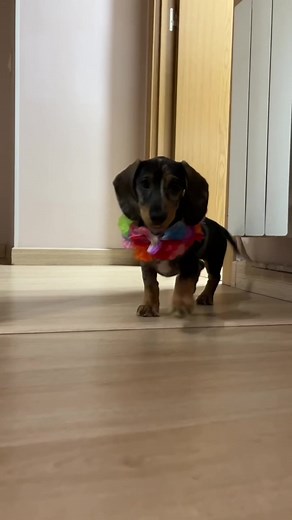 Perrita bebé🥹🩷 #teckel #teckelpuppy #dachshund #dachshundlife #fyp