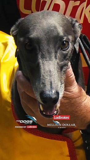 From hope to history - Power And Glory storms home in the 2025 Ladbrokes #MillionDollarChase. Million Dollar moments... and Ken Burnett gives the interview of the year. #thedogs #MDC Wentworth Park Greyhounds | The Dogs