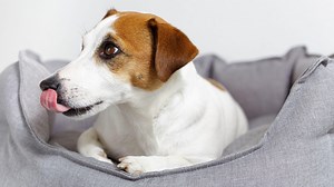 How to stop your dog licking his wound without a fuss