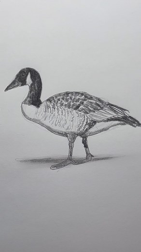 Mark Liam Smith | Draw a Canada goose 🇨🇦🪿 Easy drawing lesson for beginners. #howtodraw #drawinglesson | Instagram