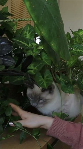 A predator is lurking in my jungle! 🐯🌿 #shorts #cat #humor