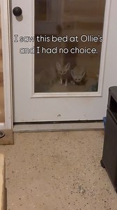 The mini yodas are here to bring you today’s Fox Barn Phase 5 Update! I’m so excited to share photos and videos of the Fox Barn progress. I took video clips all week long while the Amish crew was working, and I’ll be editing them together to show you soon! The progress is AMAZING and gave me little butterflies - it’s wild to see this vision coming to life. Construction for Phase 5 is basically complete - we have a couple more loose ends to tie up for Phase 5, then will be at a temporary standsti