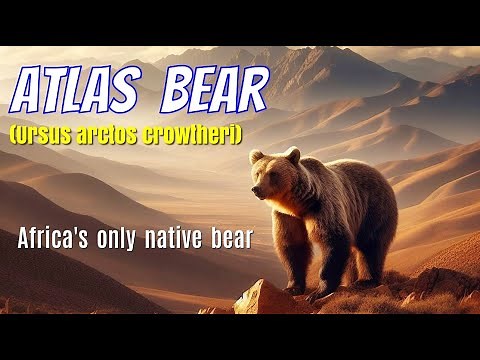 Atlas Bear || Tales Of Forgotten || Africa's Only Native Bear