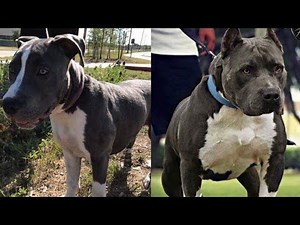 How to make your pit bull 100lbs