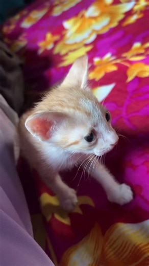 Cute Orange Kitten Says Meow Meow 🐱❤️