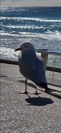 Fun at the beach #seagull #birds #seabirds #seashore #ocean #beach