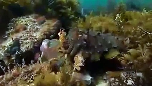 Documentary Amazing Animal Camouflage Best Disguises Wildlife national geographic - histor