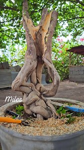 Ipakita ang Ganda ng rootstock #everyoneシ゚ #everyoneactive #beauty #plantbased | Miles Bougainvillea Gensan
