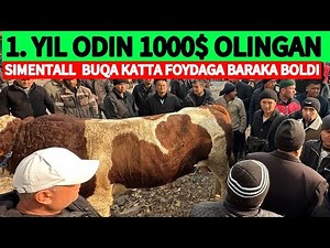 🛑1. YIL OLDIN 1000$ DOLLERGA ‼️OLINGAN SIMENTAL BUQA KATTA FOYDA BILAN SOTILDI