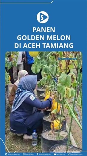 Panen Golden Melon di Aceh Tamiang