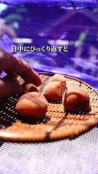 初めてでも簡単にできちゃいます😊 #梅仕事 #梅干し #天日干し