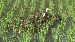Parler d'une alimentation saine en classe de français