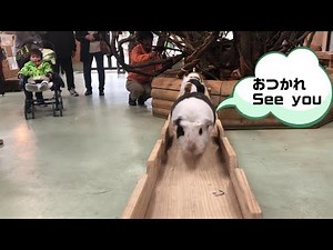 モルモットが橋を渡って帰るGuinea pig bridge