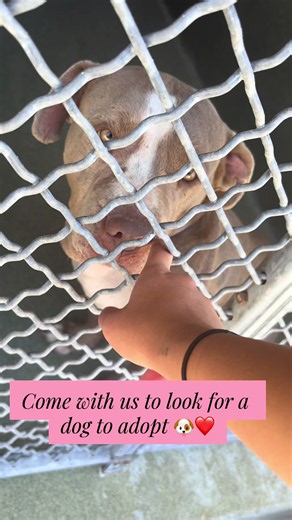 Dog Adoption Shelter Tour: How to Find the Perfect Rescue Dog