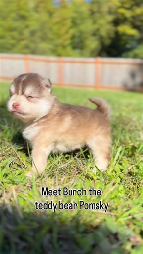Burch - a teeny tiny teddy bear faced Pomsky | Portland Pomskies