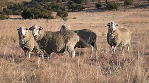 View the latest clean merino wool price indicators for the 21st wool auction of the 2019/2020 season, which took place on 6 March 2020, in the video below: #BKB #BKBLtd #BKBPeople #BKBGroup #BKBWool #WoolMarketReport | BKB | Facebook