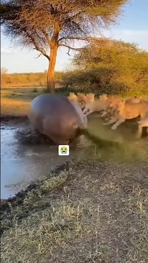 The hippo sprayed feces at the lion herd #animals