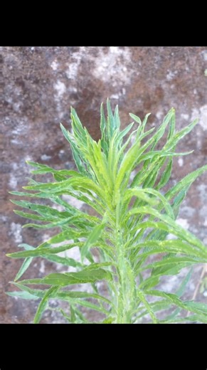 Erigeron canadensis, Conyza canadensis. L'Erigero arrivò in Europa dagli Stati Uniti nel 1655. Venne trapiantato nell'orto botanico di Blois e da li fuggì come Papillon e si diffuse ovunque. Oggi infesta quasi ogni margine stradale. Lo si riconosce facilmente dal portamento eretto delle sue pannocchie di fiorellini bianchi insignificanti. È molto infestante e la lotta degli agricoltori alla sua invasività é molto accesa anche perché ha sviluppato resistenza anche al famoso Glifosato. Nemmeno le 