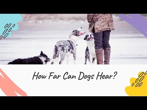 How Far Can Dogs Hear The Incredible Power of Dog Hearing