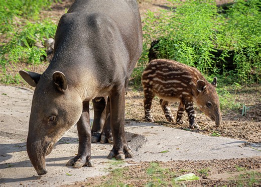 A baby Baird’s tapir is the Houston Zoo's newest addition. How to see her.