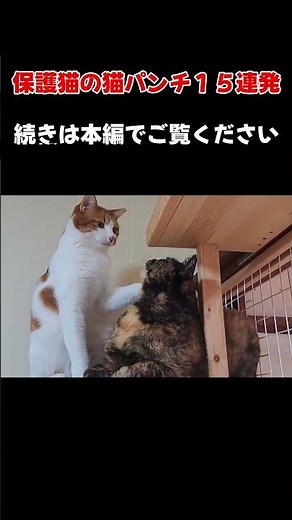 猫パンチ炸裂！猫たちの可愛くてちょっと本気な“猫パンチ”の瞬間を15個まとめました！ 続きは本編で。 #保護猫