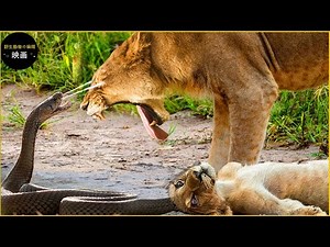 ライオンが間違ったヘビと戯れる 30 秒の瞬間 | アニマル