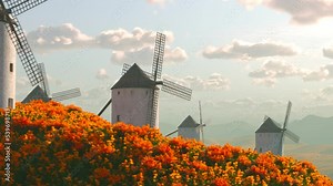 Few old white brick windmills standing on meadow hills full of orange flowers 4K