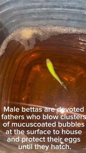 Neon green plakat betta