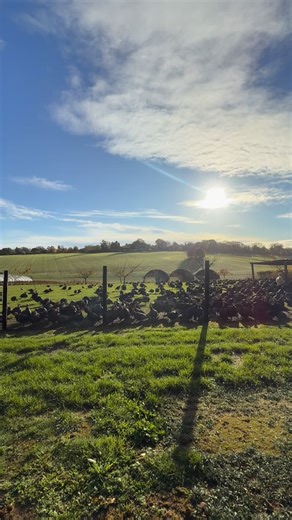 Sunday morning fun #funny #turkeys #jokes #insta #instafun #viral #fyp #instareel #sundayfunday☀️ | Finishing Touch