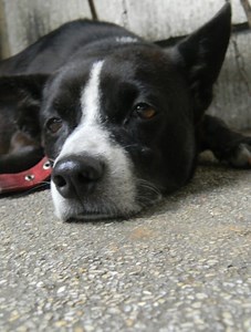 Submissive Urination: What It Is and How to Help Your Dog Overcome It - Your Dog Advisor