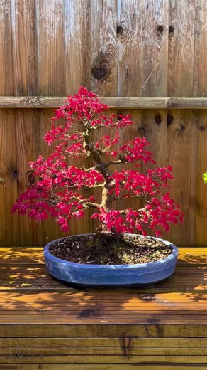 Deshojo Waking Up: The Beauty of Japanese Maple Bonsai