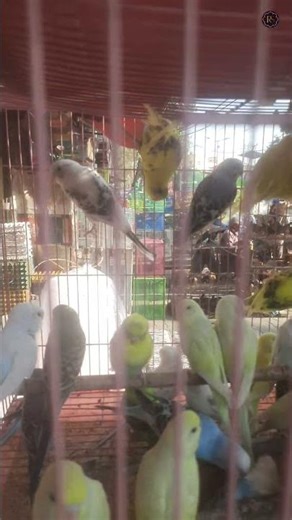 The Secret Lives of Birds