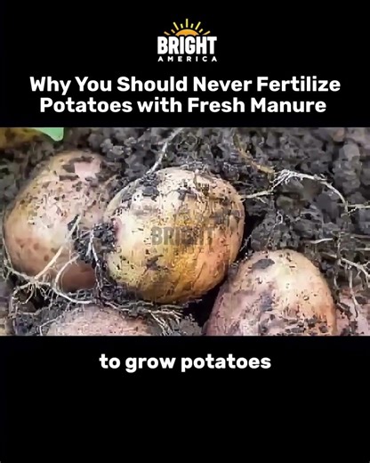 Why You Should Never Fertilize Potatoes with Fresh Manure