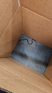Baby brown snake in factory in Tullamarine #snake #snakes #snakecatcher #brownsnake #fyp #Australia | The Snake Hunter